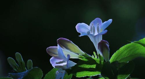 锦带花花语是什么意思？锦带花的寓意是什么？