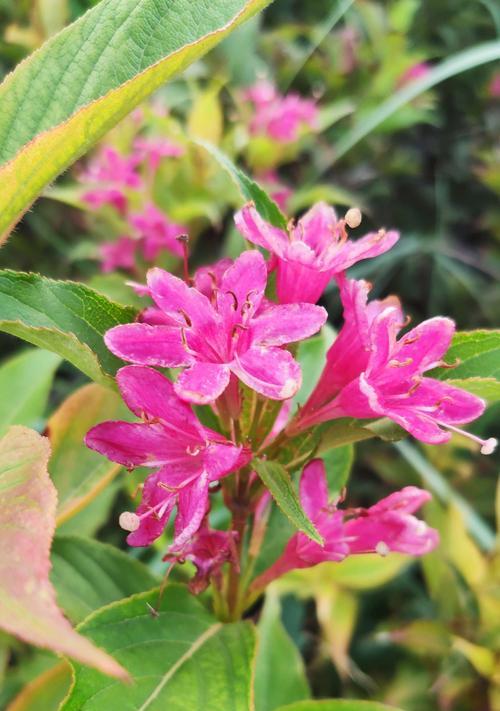 锦带花花语是什么意思？锦带花的寓意是什么？