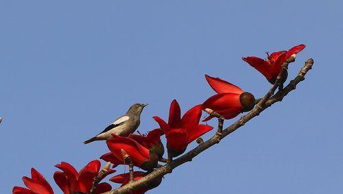 木棉花开的寓意是什么？木棉花开的寓意是什么？