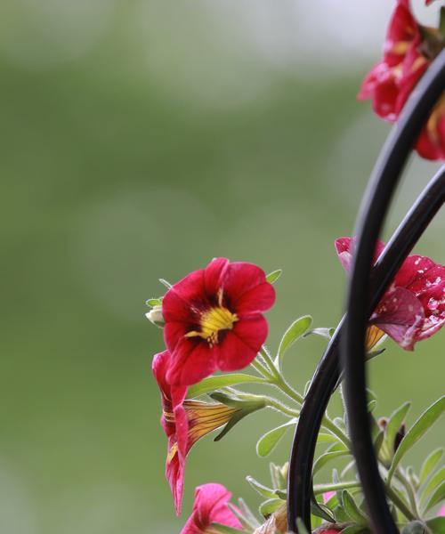 矮牵牛花的花语是什么？矮牵牛花的寓意是什么？