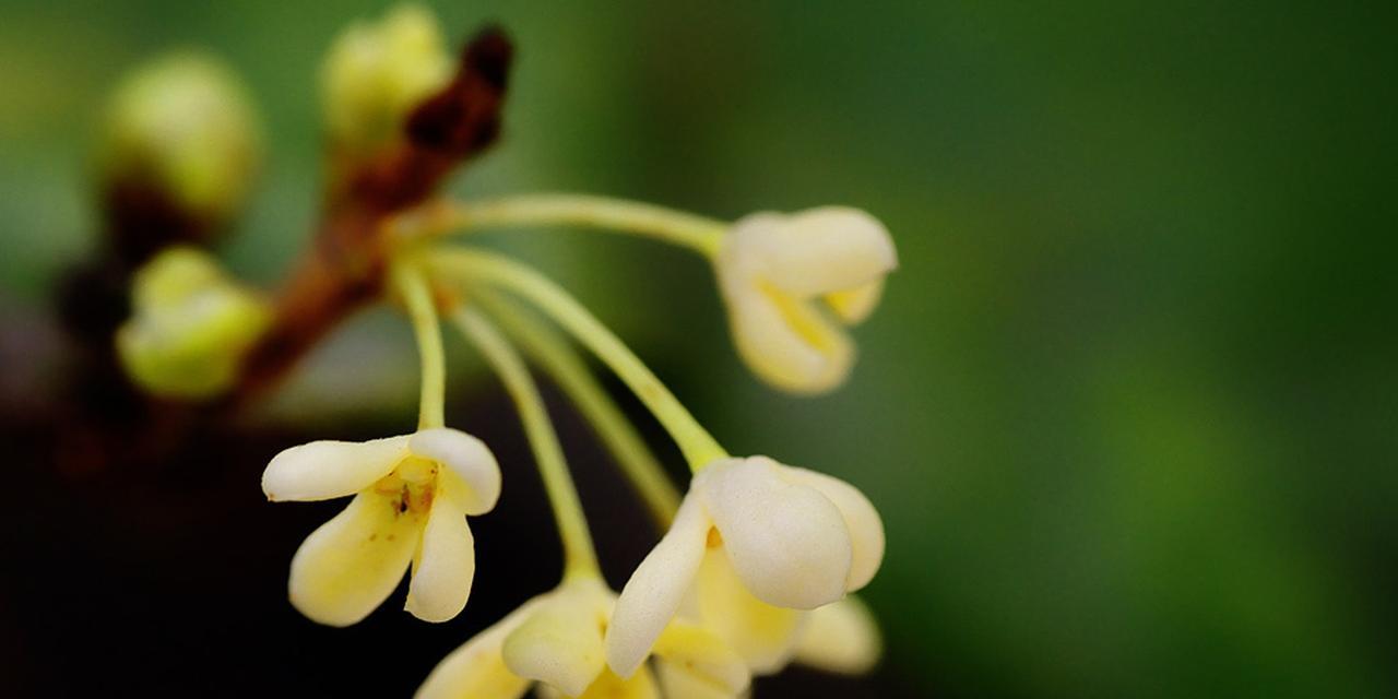 桂花的寓意是什么？桂花的寓意是什么？