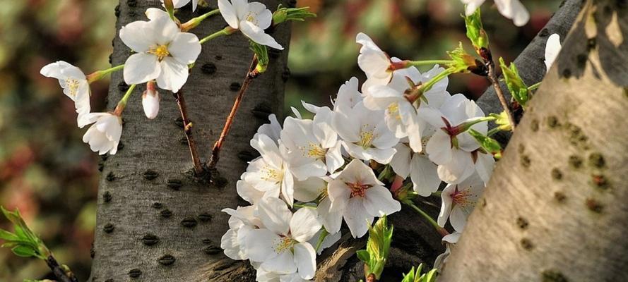 山樱花花语是什么？西洋樱花花语是什么？