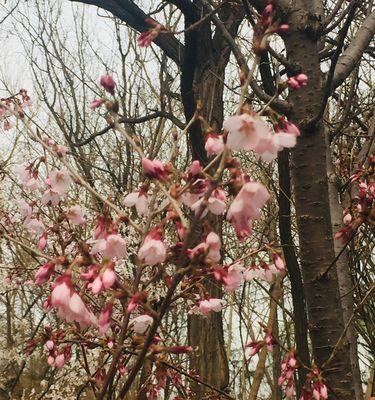 山樱花花语是什么？西洋樱花花语是什么？