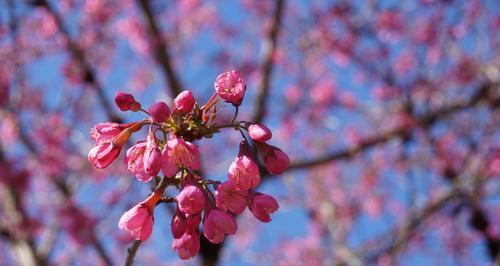 山樱花花语是什么？西洋樱花花语是什么？