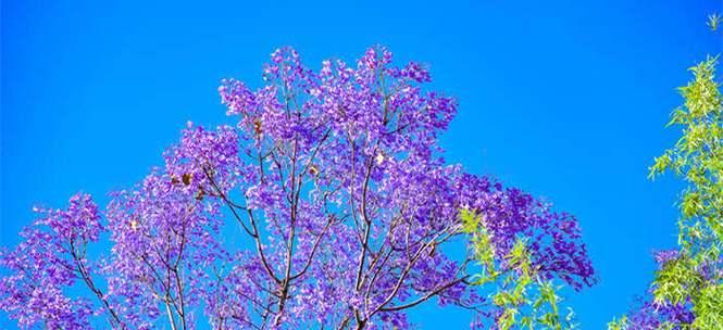 蓝花楹花语寓意是什么？蓝花楹的寓意是什么？