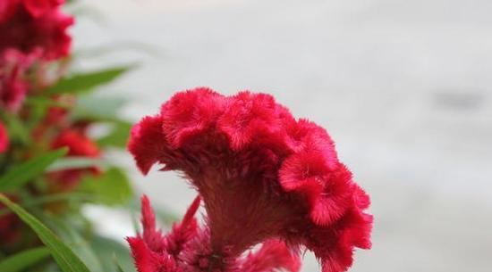 鸡冠花的花语是什么？鸡冠花的寓意是什么？