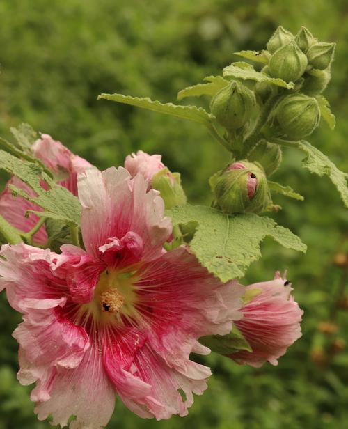 蜀葵花代表什么？蜀葵的寓意是什么？