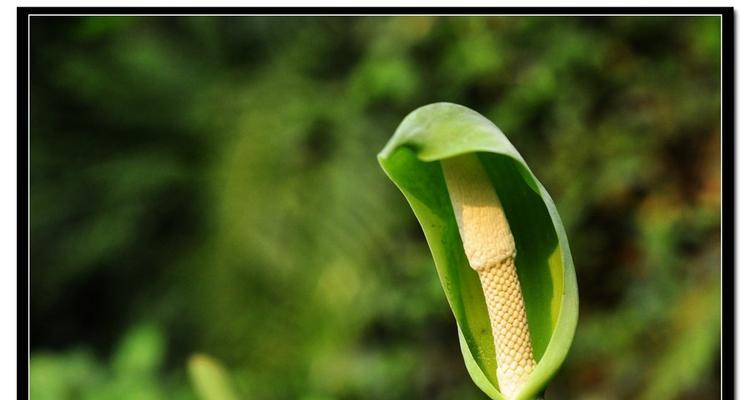 海芋花花语是什么？海芋花的寓意是什么？