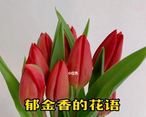 红色郁金香的花语是什么？红色郁金香的寓意是什么？