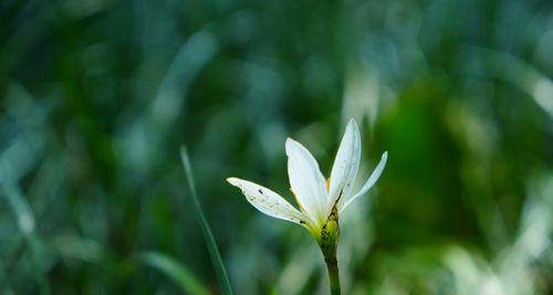 葱兰花的花语是什么？葱兰的寓意是什么？