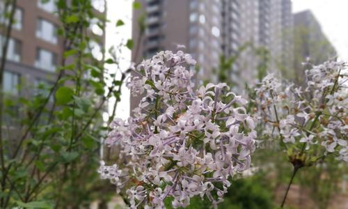 丁香的花语和寓意是什么？丁香的寓意是什么？