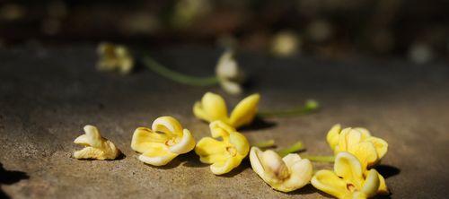 桂花的花语意义是什么？桂花的寓意是什么？