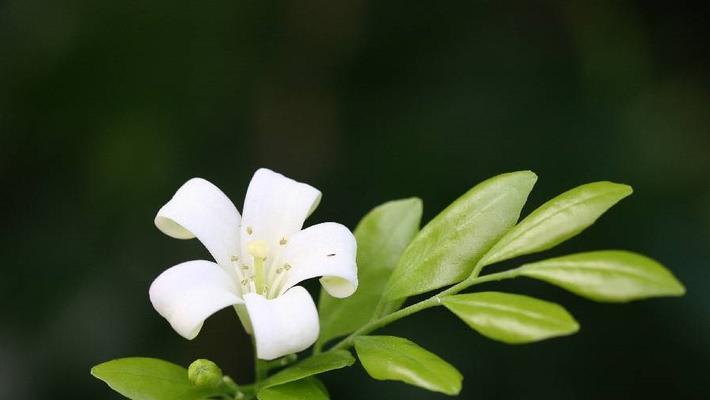 七里香花语是什么？七里香的寓意是什么？