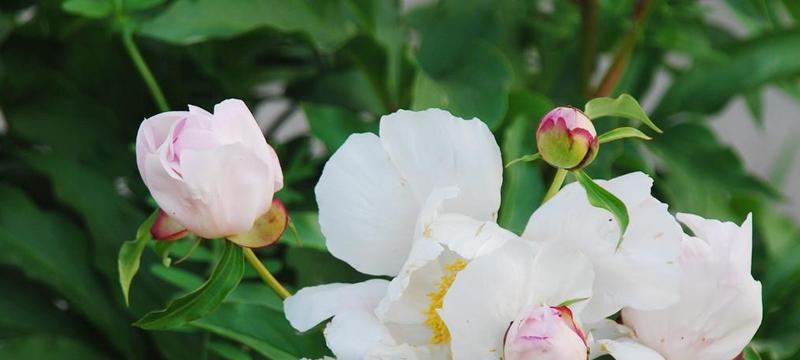 芍药花的花语是什么？芍药花的寓意是什么？