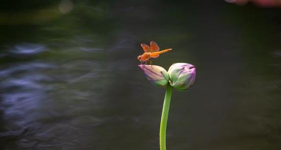 并蒂莲的象征意义是什么？并蒂莲的寓意是什么？