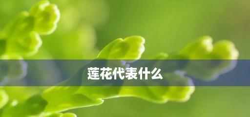 莲花花语代表什么意思？莲花的寓意是什么？