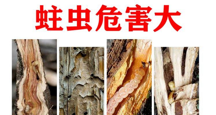 葡萄钻心虫防治方法有哪些？葡萄病虫害防治技术和方法措施是什么？