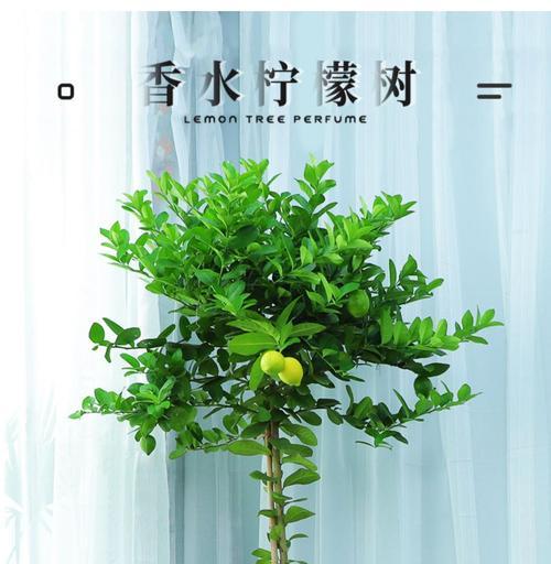 柠檬是雌雄同株吗？柠檬的植物学特征是什么？