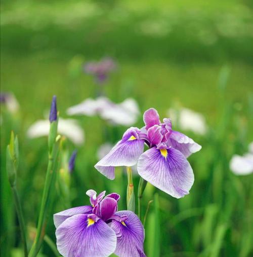 什么花的花语是和谐？和谐花语的花有哪些？