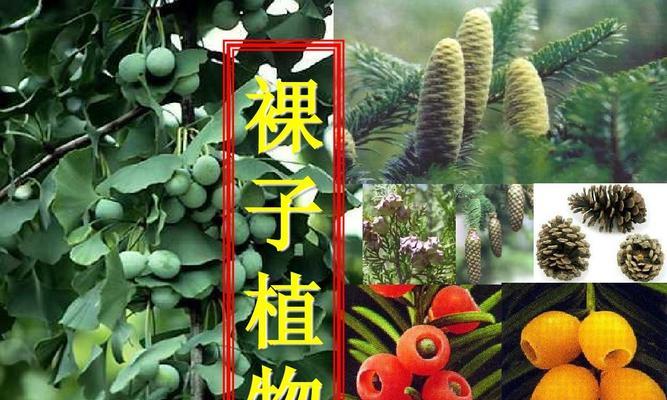 鸥柑是裸子植物吗？鸥柑的植物分类是什么？