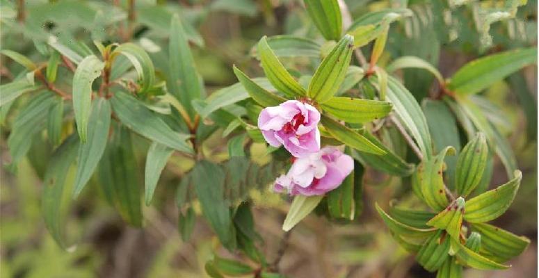 野牡丹花期多长时间？野牡丹的花期和开花时间有多久？