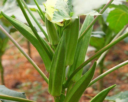 秋葵里籽可以种吗？秋葵籽种植方法和注意事项是什么？