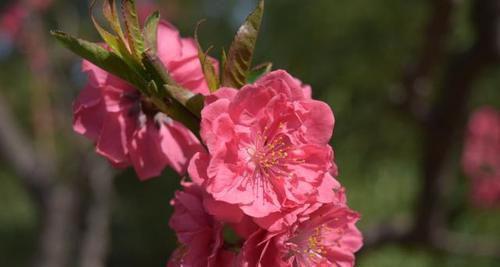 桃花是什么季节开的花？桃花的花期和开花时间是什么时候？