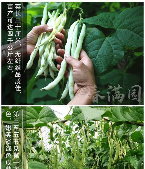 豆角追肥用什么肥料好？豆角施肥方法和注意事项是什么？