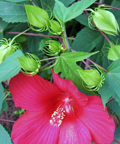 木芙蓉花是什么颜色的？木芙蓉花的颜色和形态是什么？