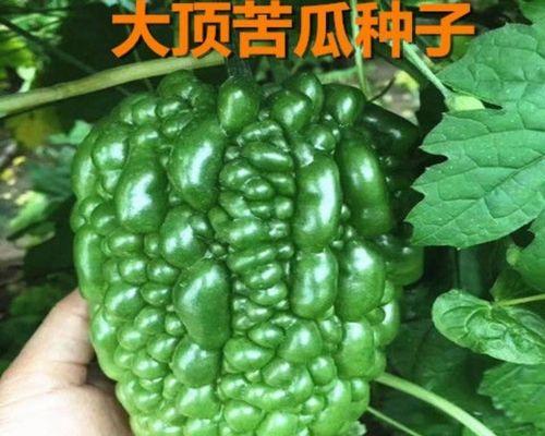 苹果种子直接种可以吗？苹果种子种植方法和注意事项是什么？