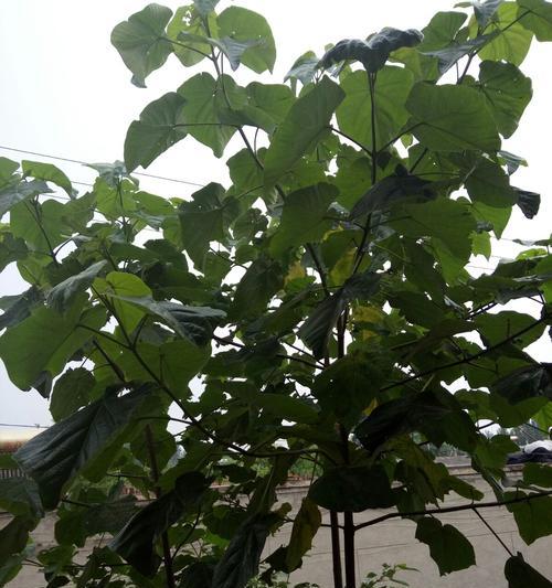 家里可以种梧桐树吗？家里种植梧桐树的可行性如何？