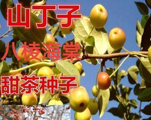 苹果籽怎么发芽快？苹果籽快速发芽的方法是什么？