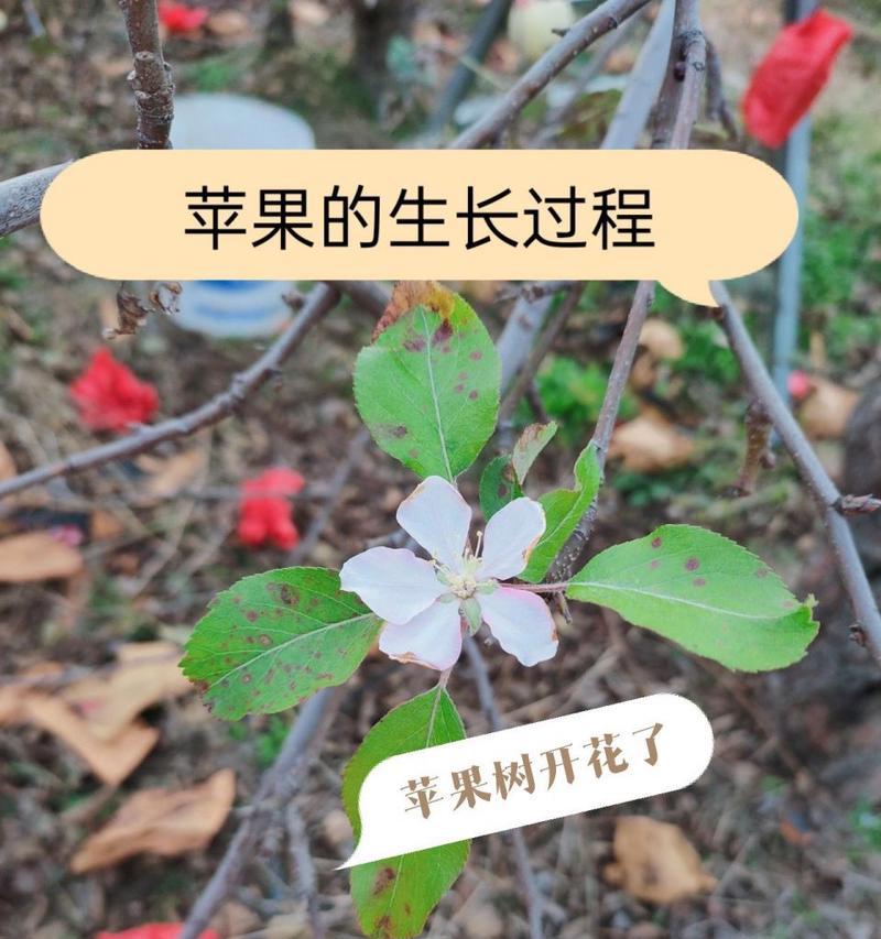 苹果籽怎么发芽快？苹果籽快速发芽的方法是什么？