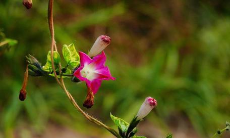 牵牛花冬天开花吗？牵牛花冬季开花条件是什么？