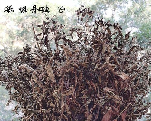 烧仙草是什么草？烧仙草的植物分类和特点是什么？