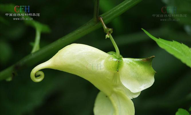 凤仙花属于什么植物类型？凤仙花的植物分类是什么？