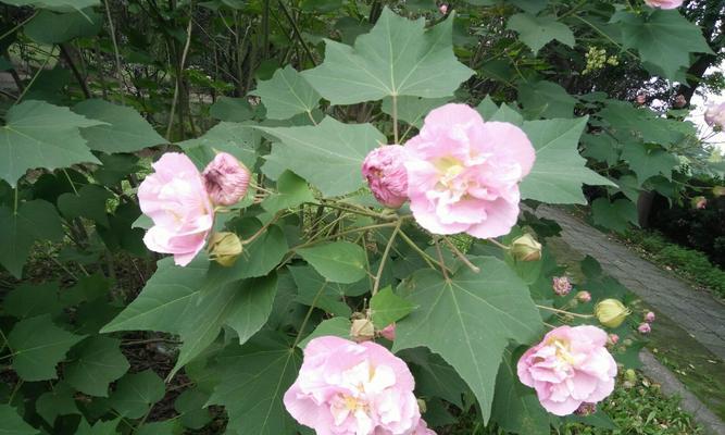 木芙蓉什么季节开花？木芙蓉的花期和开花时间是什么时候？