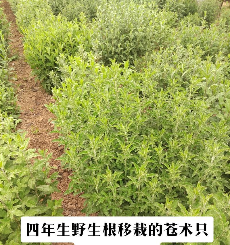 苍术适合什么地方种植？苍术的种植环境和条件是什么？