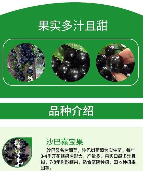 嘉宝果用什么肥料？嘉宝果施肥方法和注意事项是什么？