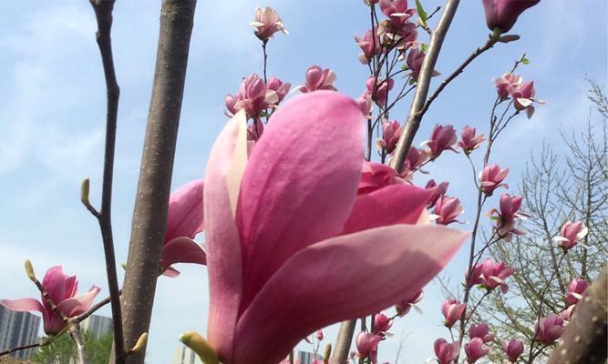 木兰花什么时候开花？木兰花的开花季节和花期是什么时候？