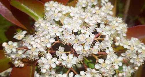 石楠花什么时候开花？石楠花的花期和开花时间是什么时候？