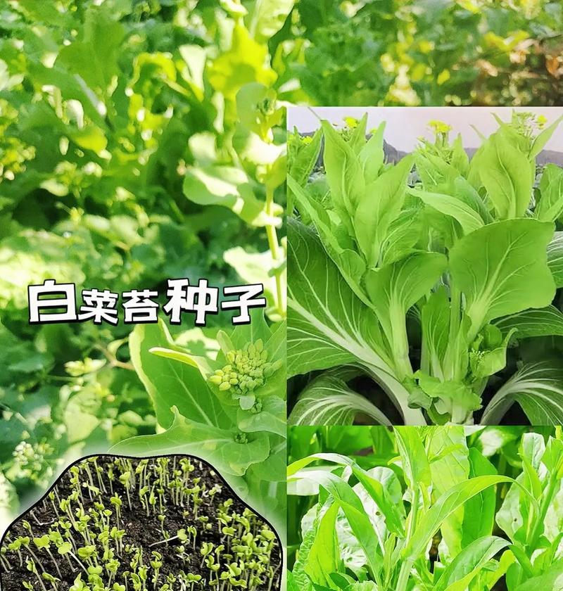 白菜种子怎么来的？白菜种子的来源和获取方法是什么？