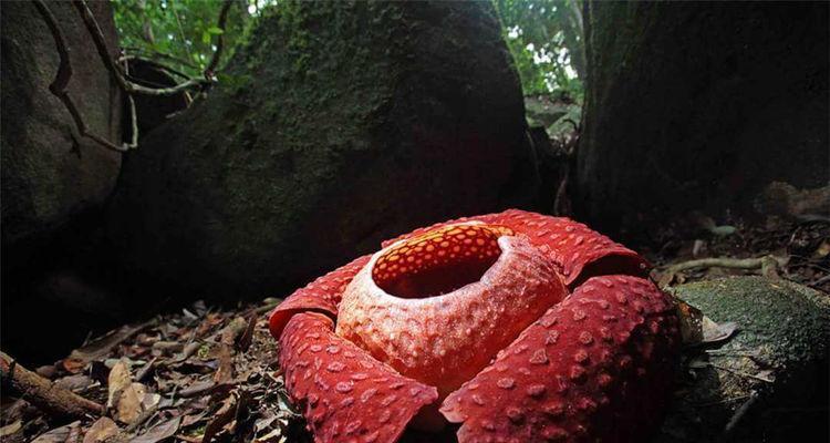 大王花生长在哪里？大王花的产地和生长环境是什么？