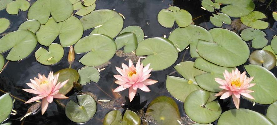 睡莲开花后怎么处理？睡莲开花后的养护方法和注意事项是什么？