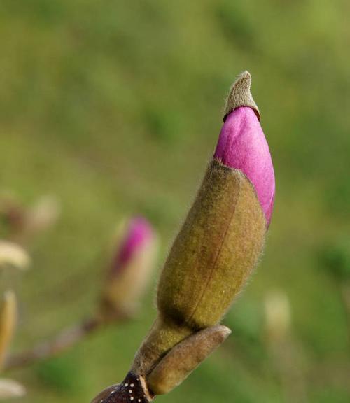 玉兰什么时候长花苞？玉兰的花期和开花时间是什么时候？