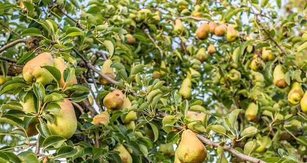 梨子什么季节成熟？梨子的成熟时间和季节是什么？