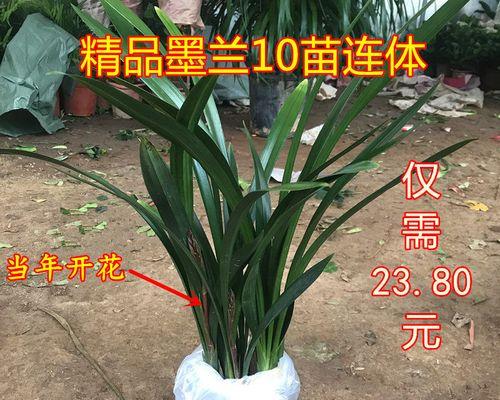 连体花盆适合养什么花？连体花盆养花有哪些推荐？