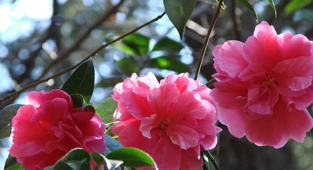 茶花树耐冻吗？茶花树冬季养护需要注意什么？