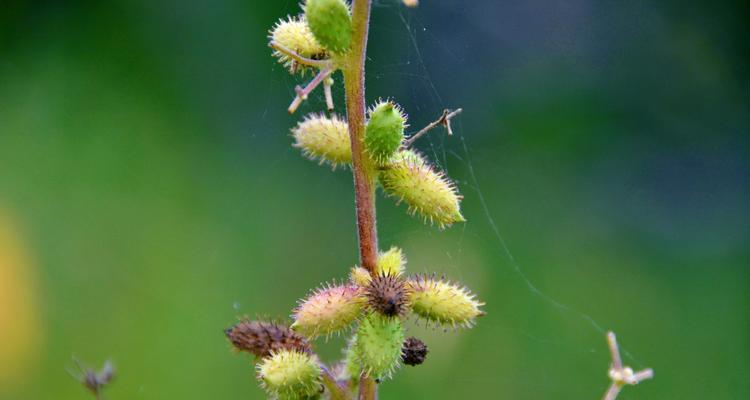 苍耳子亩产量多少斤？苍耳子的亩产量是多少？