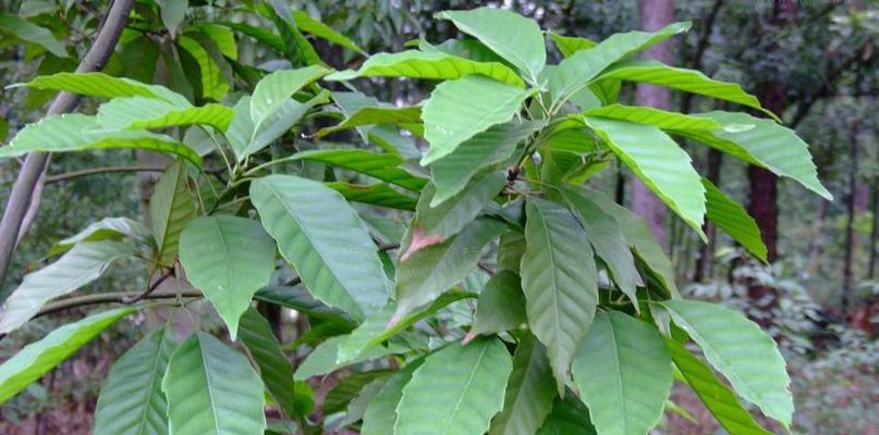 青黛是什么植物？青黛的植物分类和特点是什么？